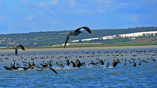 Vogelschutzgebiet in Marokko mit dem Camper